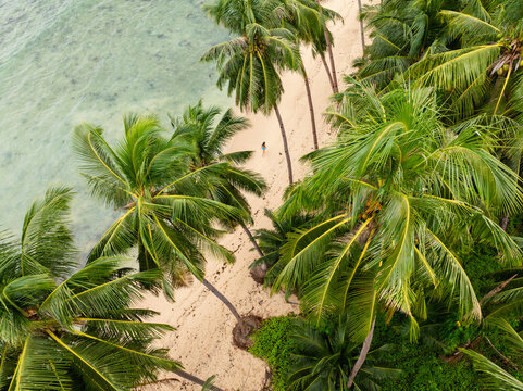 Aerial view of a woman walking along the sandy shore of White Beach in Port Barton, surrounded by lush palm trees and turquoise ocean waters in San Vicente, Mimaropa, Philippines.