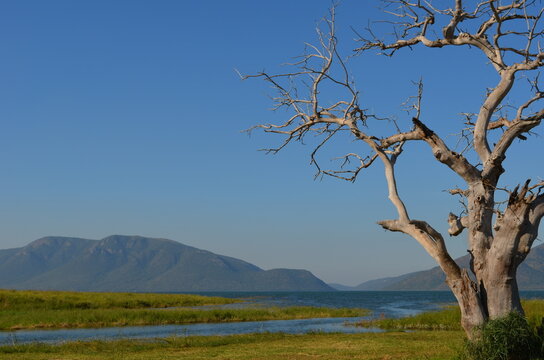 Dead tree on the shore of Lake Jozini with the Lebombo Mountains