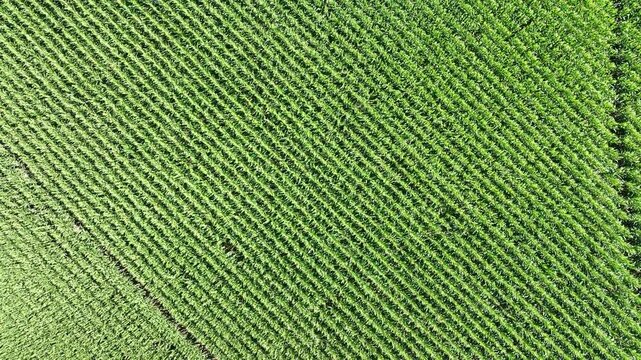 Aerial view of a lush green cornfield with perfectly aligned rows of crops in Hombourg, Grand Est, France.