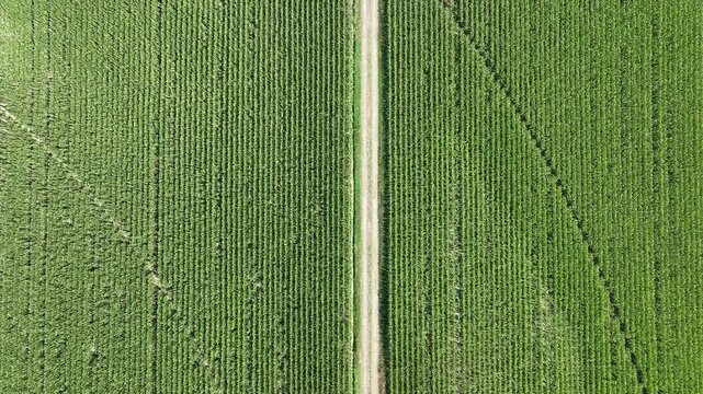 Aerial view of a green cornfield divided by a narrow dirt path in Hombourg, Grand Est, France.