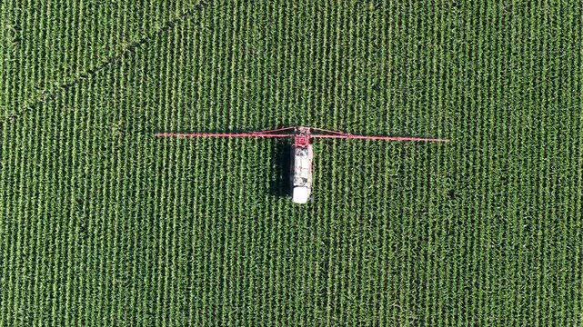 Aerial view of a tractor spraying a large green cornfield in Hombourg, Grand Est, France.