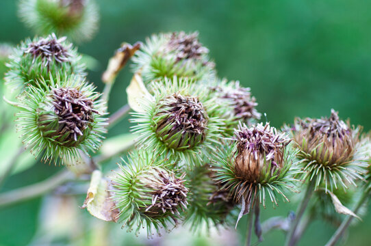 Burdock Arctium lappa plant with maturing green and brown seed heads and dried flowers in a natural outdoor setting