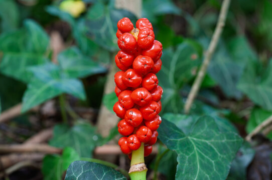 Arum maculatum Cuckoo Pint Lords and Ladies plant with red poisonous berries in natural habitat during autumn