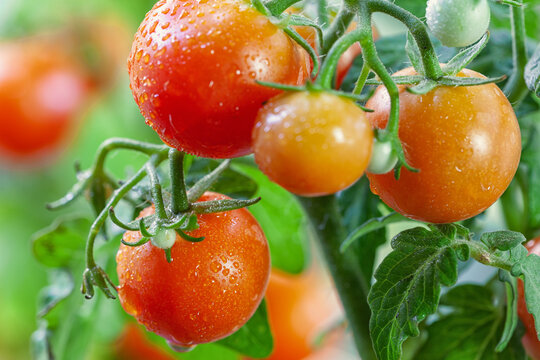 Fresh tomatoes growing and ripening in the garden