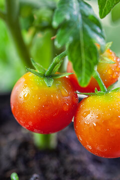 Fresh tomatoes growing and ripening in the garden