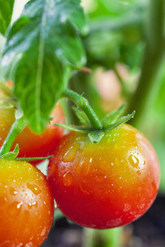 Fresh tomatoes growing and ripening in the garden