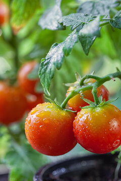 Fresh tomatoes growing and ripening in the garden