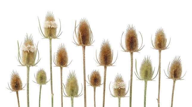 Group of dried teasel flower heads isolated on transparent background