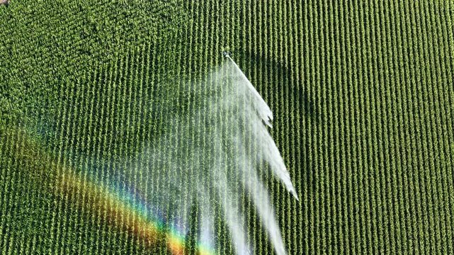 Aerial view of a cornfield being irrigated with a rainbow visible in the water spray in Hombourg, Grand Est, France.