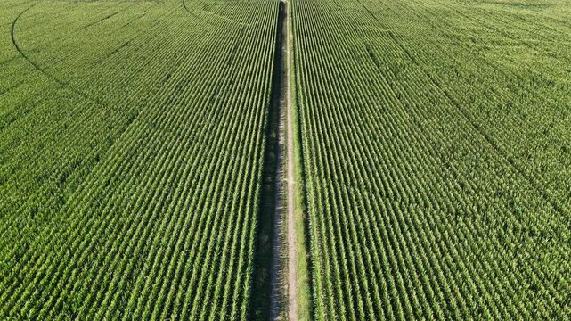 Aerial view of a lush green corn field with rows of crops divided by a narrow dirt path in Hombourg, Grand Est, France.