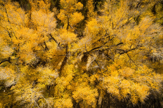 Over the golden cottonwood trees in autumn