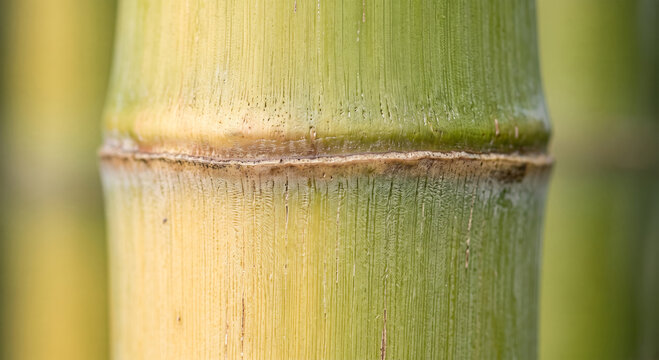 Close-up of natural bamboo stalk surface showing texture and node detail