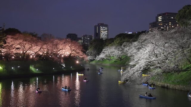 View of Chidorigafuchi Park at night with cherry blossoms, Japan.