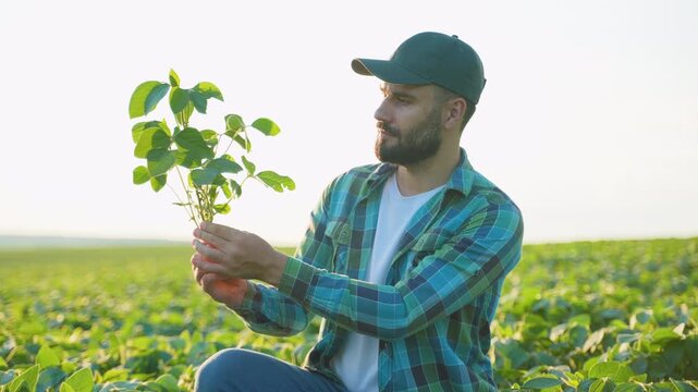 Agronomist examining young soybean plant growth in field