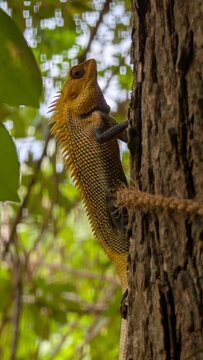 lizard on tree