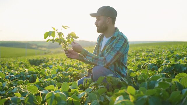 Farmer inspecting soybean plants in a sunlit agricultural field