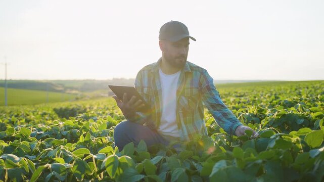 Farmer using a digital tablet for agriculture management