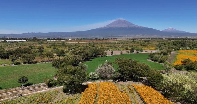 Aerial view of Popocatepetl volcano towering over lush green agricultural fields and vibrant marigold flowers in the rural landscape of Atlixco, Puebla, Mexico.