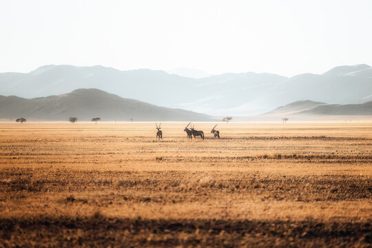 View of oryx standing in the vast golden grasslands of the D707 scenic route with distant mountains under a hazy sky in Karas Region, Namibia.