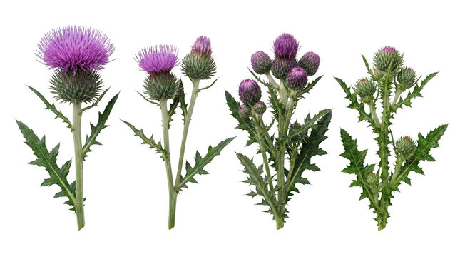 Set of blooming purple thistle flowers isolated on transparent background