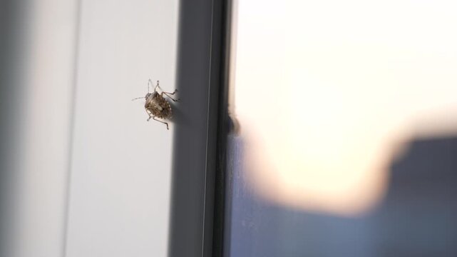 Close up macro of a brown stink bug crawling on a window frame in natural sunlight. Household insect, pest control, entomology and wildlife concept.