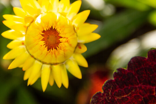 Close-up of sunlit, partially bloomed yellow and gold strawflower with  background of blurred botanical greens and reds.