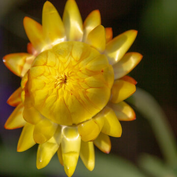 Close-up of sunlit, partially opening yellow, gold, and orange strawflower bud with background of blurred botanical greens and reds.