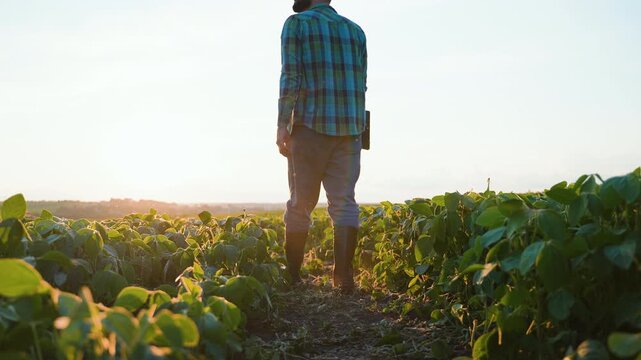 Farmer walking through a soybean field at sunset