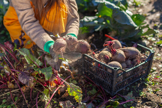 Farmer harvesting beetroot in fall garden. Gardener picks dinner beet vegetables putting them in crate. Woman growing organic food
