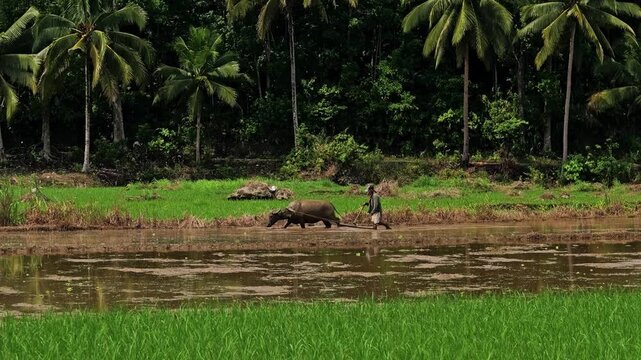 View of a farmer with a carabao in a rice field in Philippines.
