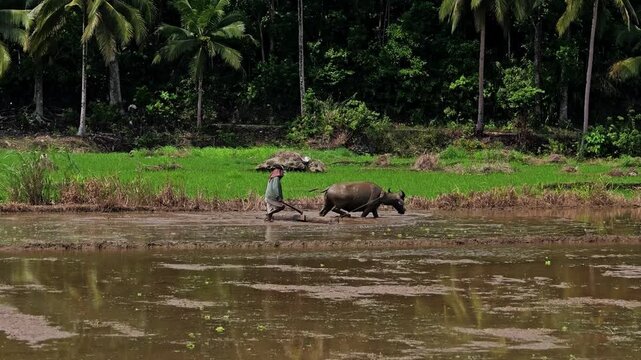 View of a farmer plowing a rice field with a carabao in Philippines.