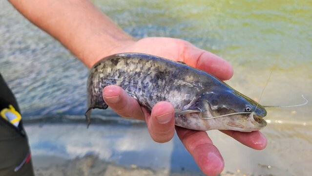 Fisherman holding small catfish in hand near river