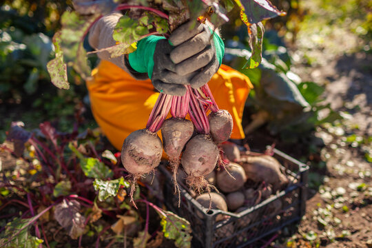 Farmer harvesting beetroot in fall garden. Gardener picking vegetables putting them in crate. Woman growing organic food