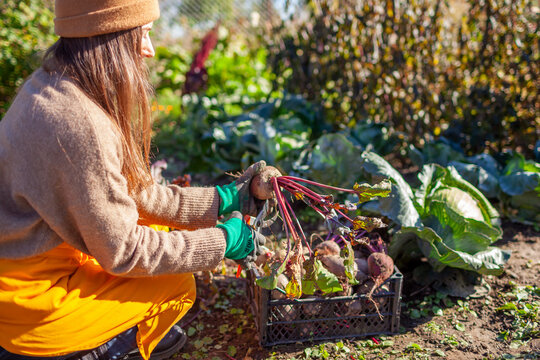 Farmer harvesting beetroot in fall garden. Gardener picking vegetables putting them in crate. Woman prunes leaves 