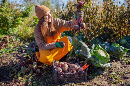 Farmer harvesting beetroot in fall garden. Gardener picking vegetables putting them in crate. Woman growing organic food