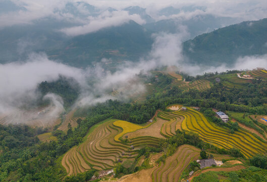 Aerial view of terraced rice fields nestled among lush green mountains and rolling clouds in Hoang Su Phi, Ha Giang, Vietnam.