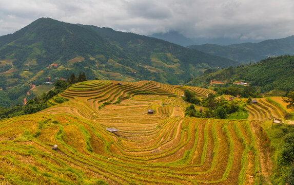Aerial view of golden rice terraces surrounded by lush green mountains and small wooden huts under a cloudy sky in Hoang Su Phi, Ha Giang, Vietnam.