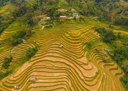 Aerial view of golden terraced rice fields carved into the lush hillsides of the mountains, featuring small wooden houses and dense forest vegetation in Hoang Su Phi, Ha Giang, Vietnam.