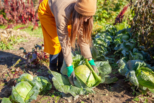 Farmer harvesting white cabbage in fall garden. Gardener picking cabbage heads, putting them in heap. Woman growing organic food