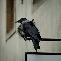 Obraz premium Lone Raven perched on store sign holder in Edinburgh, Scotland