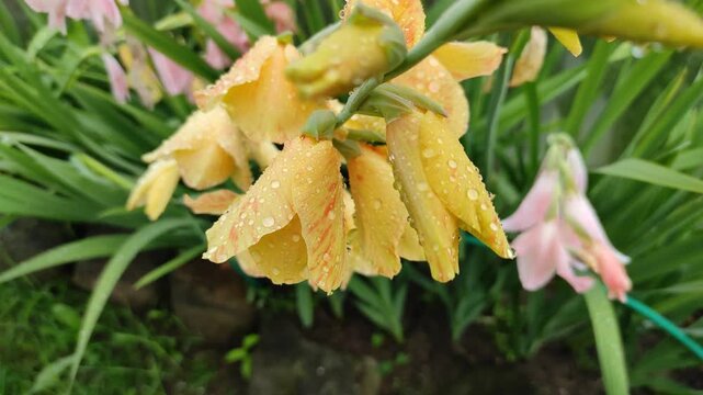 Raindrops on gladioli flowers