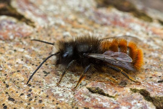 Close-up of a fuzzy male black and orange Orchard Mason bee, Osmia cornuta insect on a textured surface