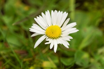 Fototapeta premium Close-Up of a Daisy Flower with White Petals and Yellow Center on a Green Background