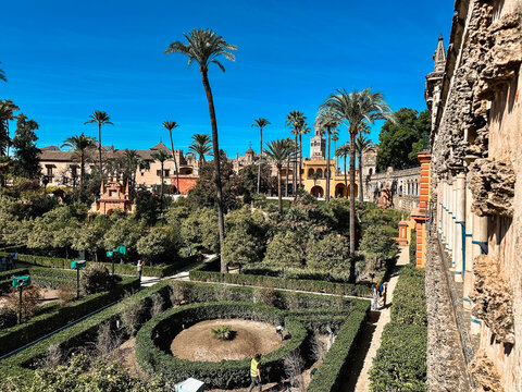 Seville, Spain - 24 October 2025: View of the lush gardens of the Real Alcazar de Sevilla, featuring manicured hedges, tall palm trees, and historic architecture under a clear blue sky.
