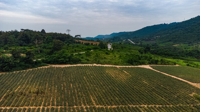 Aerial view of the pineapple plantation in Pokrom, surrounded by lush green hills and a winding road in Aburi, Eastern Region, Ghana.