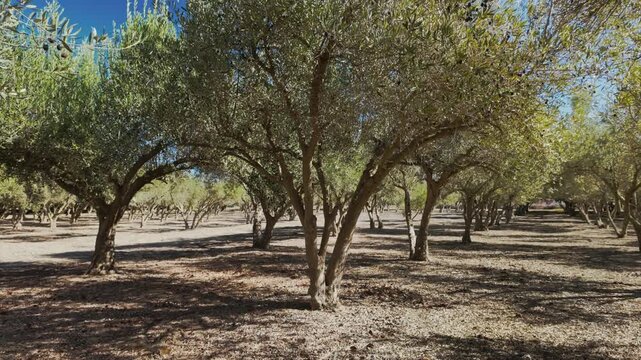 Sunlit olive grove with rows of mature olive trees
