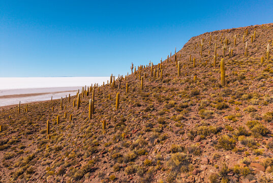 Aerial view of giant cacti on the rocky slopes of Incahuasi Island overlooking the vast white expanse of the Uyuni Salt Flat in Potosi Department, Bolivia.