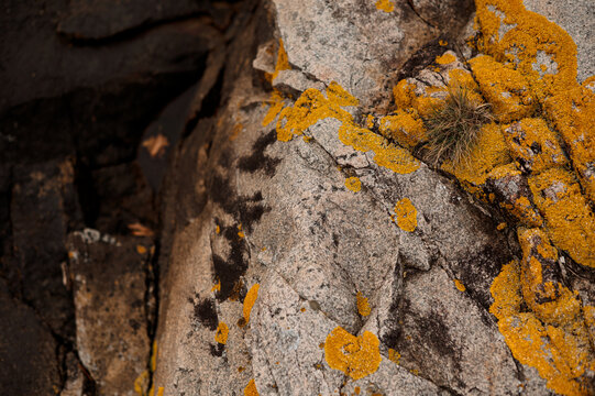Close-up of textured grey rock with bright yellow lichen and moss in Norway