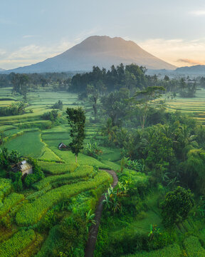 Aerial view of lush green rice terraces surrounding a small hut with Mount Agung in the background under soft morning light in Amlapura, Bali, Indonesia.