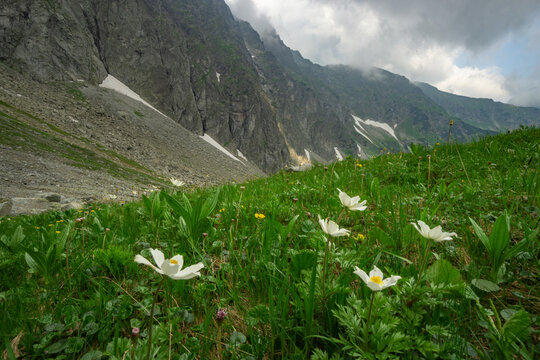 View of white alpine flowers in a lush green meadow with rocky mountain slopes and snow patches in Zadna Javorova dolina, Tatranska Javorina, Presovsky kraj, Slovakia.